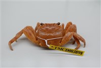 藏品(白紋方蟹)的圖片